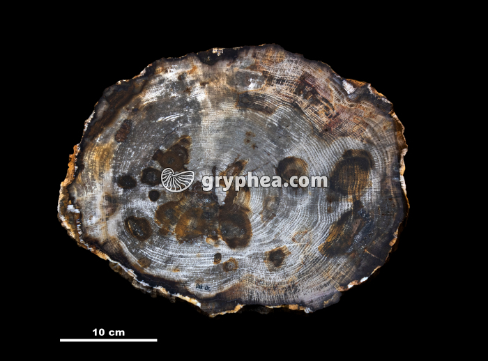 Tronc d'arbre fossilisé - coupe transversale (Chêne, Oregon, USA) - avec échelle - gryphea.org